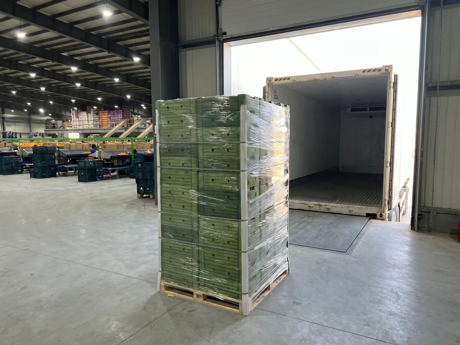 Egyptian export packhouse loading bay — palletised reefer-ready cartons