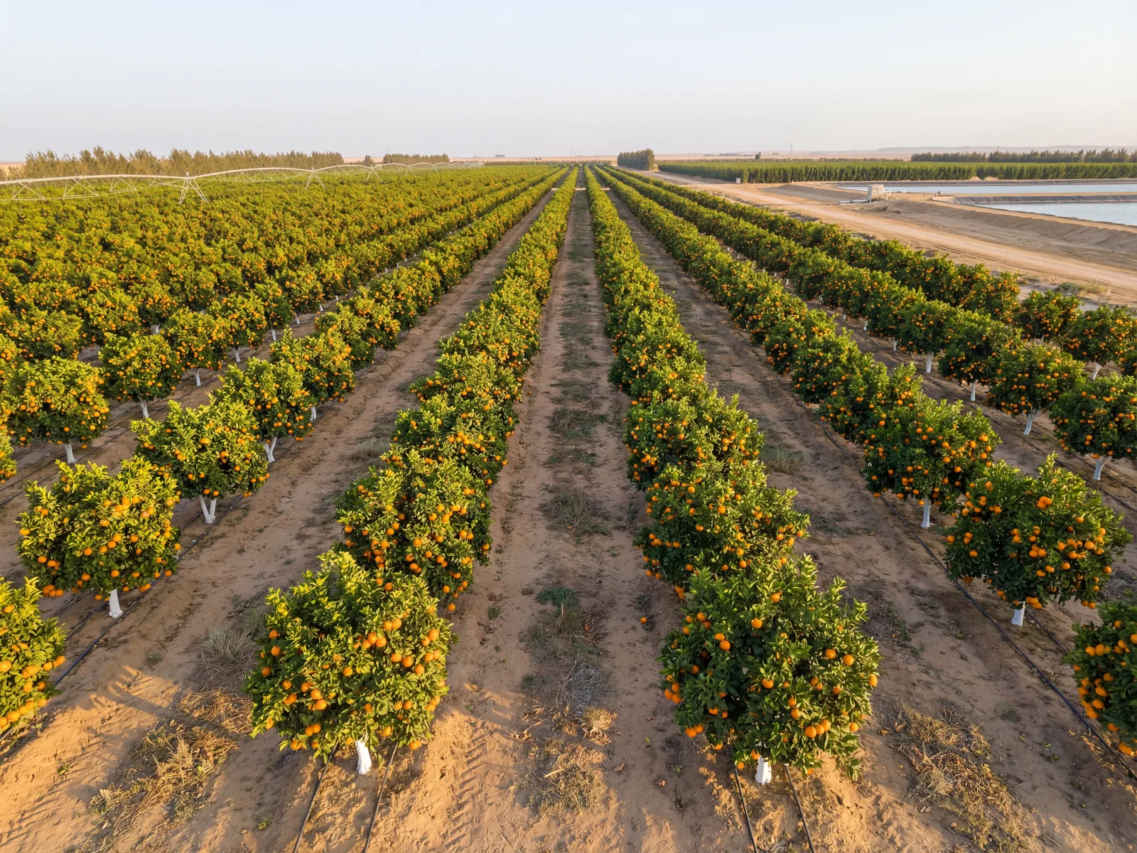 Egyptian mandarins export cartons — Fremont, Minneola and Murcott varieties, easy-peel seedless, Europe and GCC
